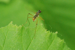 Neria commutata