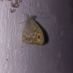 Lasiommata schakra