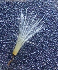 Picris hieracioides hieracioides
