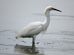 Egretta thula