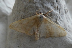Idaea straminata