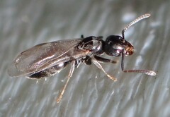 Technomyrmex difficilis