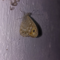 Lasiommata schakra