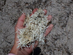 Syringodium filiforme