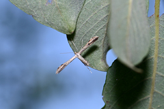 Hellinsia lienigianus