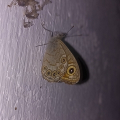Lasiommata schakra