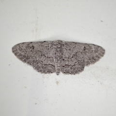 Idaea violacearia