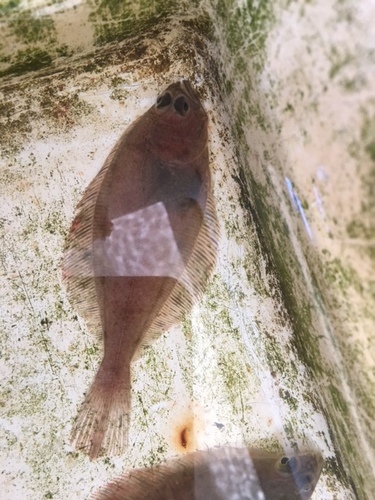 Lyopsetta exilis