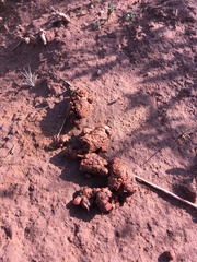 Canis latrans texensis