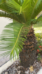 Cycas revoluta