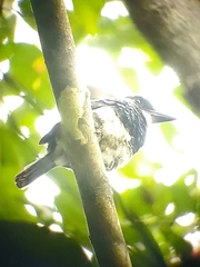 Notharchus pectoralis