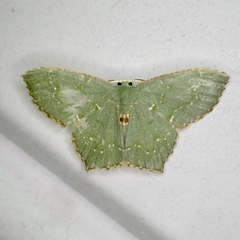 Chloropteryx tepperaria