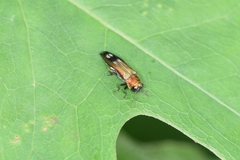 Agrilus chujoi