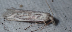 Pterolonche albescens
