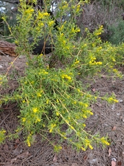 Synaphea polymorpha