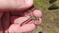 Orthetrum coerulescens anceps