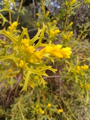 Synaphea polymorpha