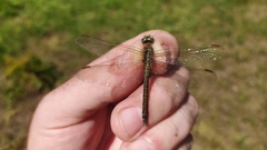 Orthetrum coerulescens anceps