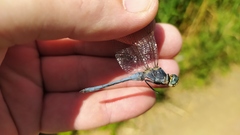 Orthetrum coerulescens anceps