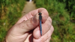Orthetrum coerulescens anceps