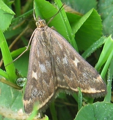 Loxostege munroealis