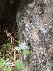 Aquilegia laramiensis