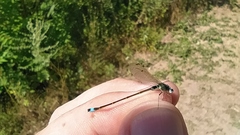 Ischnura elegans