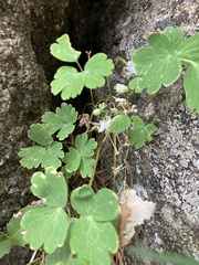 Aquilegia laramiensis