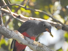 Trogon melanurus