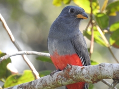Trogon melanurus