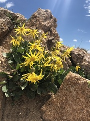 Senecio amplectens holmii