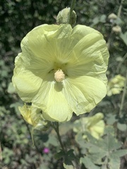 Alcea rugosa