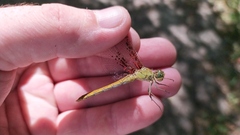 Sympetrum meridionale
