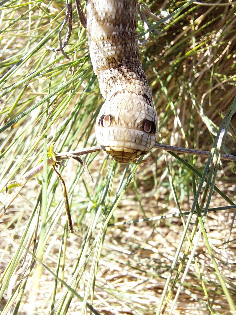 Small Elephant Hawkmoth from 92358 Seubersdorf