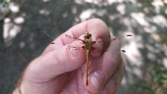 Sympetrum meridionale