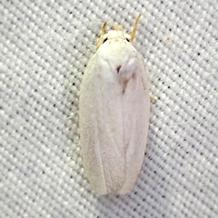 Antaeotricha albulella