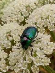 Cryptocephalus hypochaeridis