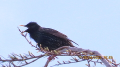 Sturnus vulgaris