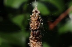 Cyclosa octotuberculata