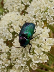 Cryptocephalus hypochaeridis