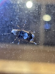 Platystomos sellatus