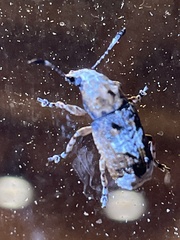 Platystomos sellatus