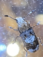 Platystomos sellatus