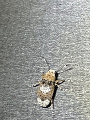 Platystomos sellatus