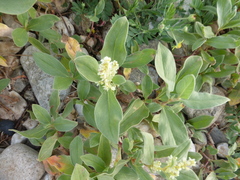 Polygonum sericeum