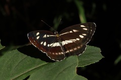 Neptis sappho intermedia