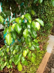 Ficus