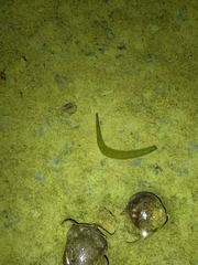 Whitmania laevis