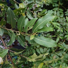 Ficus concinna