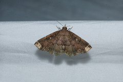 Adrapsa quadrilinealis